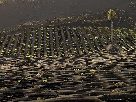 Lanzarote15